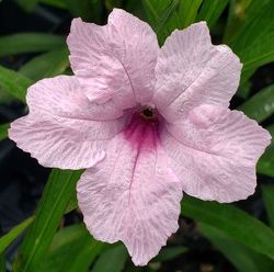 Mayan™ Pink Mexican Petunia, Desert Petunia, Florida Bluebells, Mexican Bluebells, Ruellia simplex 'R10-105-Q54'